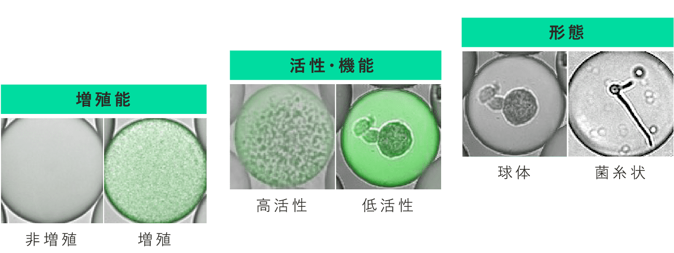 増殖能、活性・機能、形態